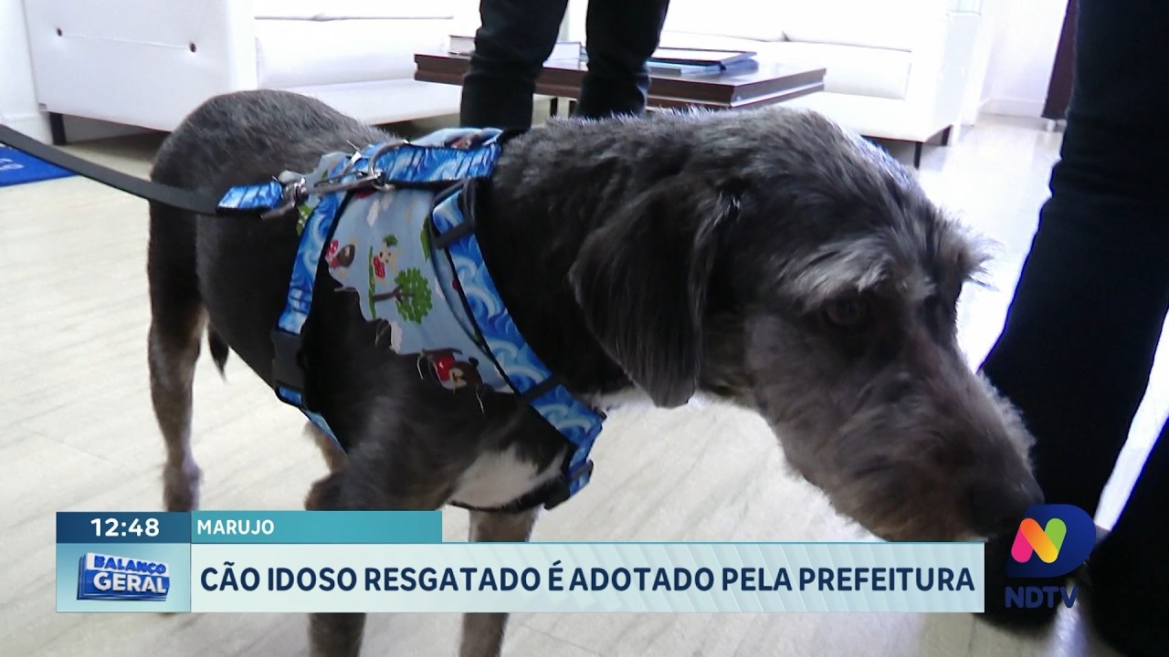 Cão idoso resgatado ganha novo lar com apoio da prefeitura
