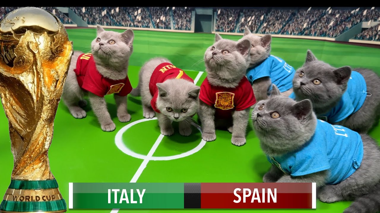 КОТЫ КОШКИ КОТЯТА ЧЕМПИОНАТ МИРА ПО ФУТБОЛУ КУБОК МИРА
