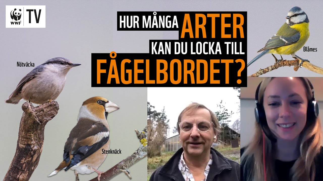Hur många arter kan du locka till fågelbordet? 🧐🦅🦜 | WWF TV