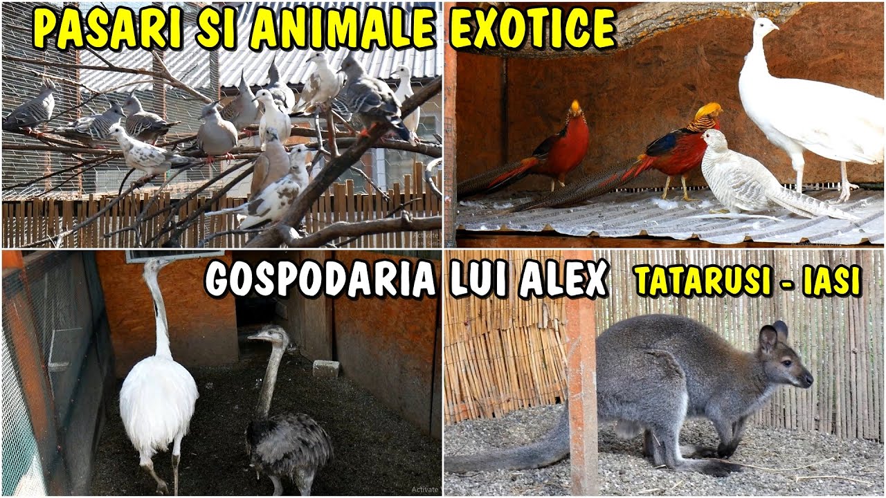 Viața la țară - Colecția de Pasări și animale din gospodăria lui Alex din Tătăruși - Iași