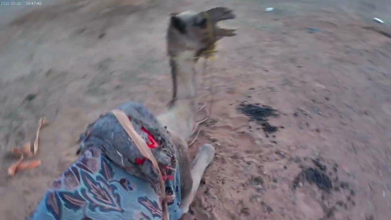 تمشيه بالقعود 🐪و جيت اطيح😱🐪 