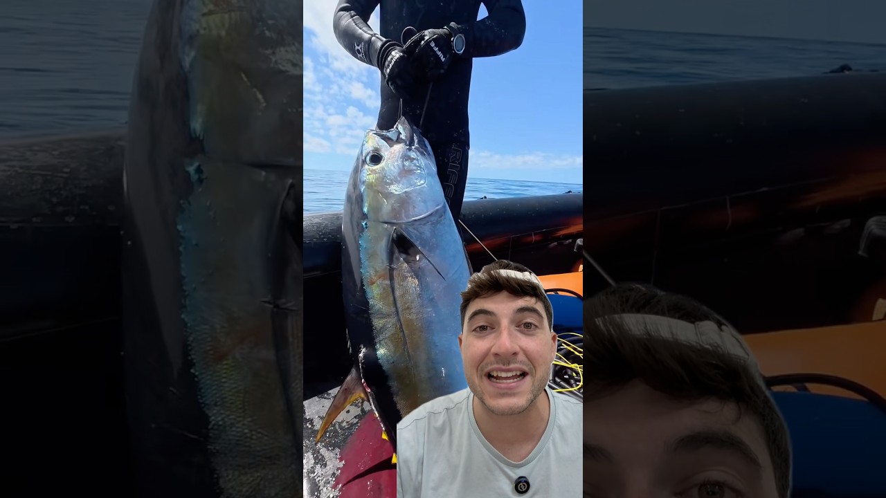 Si hay pájaros hay pescado, regla no escrita de la pesca  #peces #animales #naturaleza #curiosidades