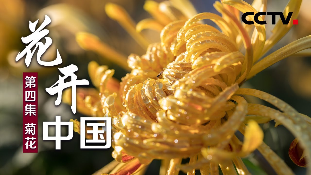 《花开中国》第四集 菊花 | CCTV纪录