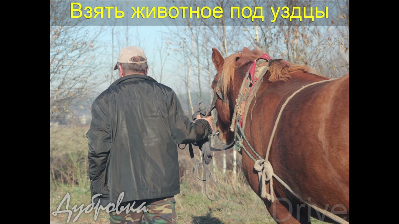 Лекция по ПДД РБ Глава 21. Движение гужевых ТС, всадников и прогон скота - Спринцин