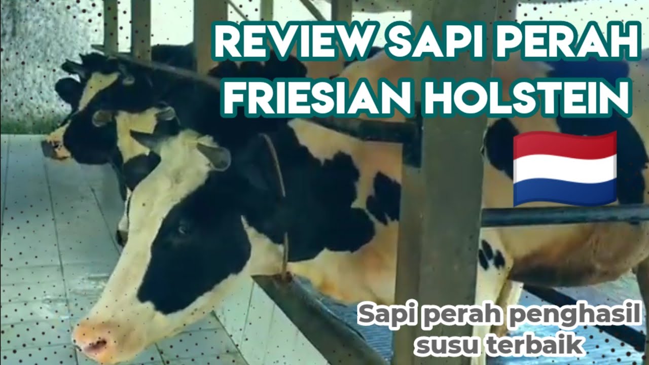 [REVIEW] SAPI PERAH FRIESIAN HOLSTEIN 
