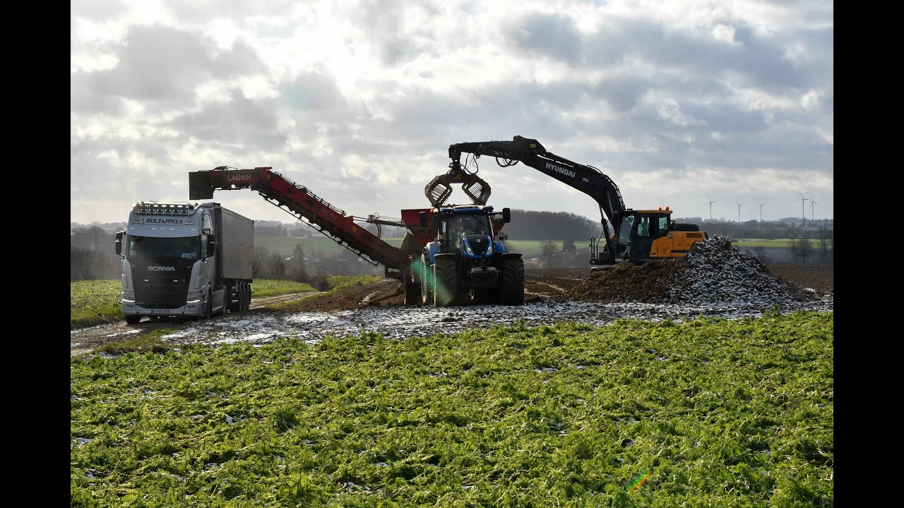 Chargement des chicorées  a la grue et une décroteuse Holmer RRL200