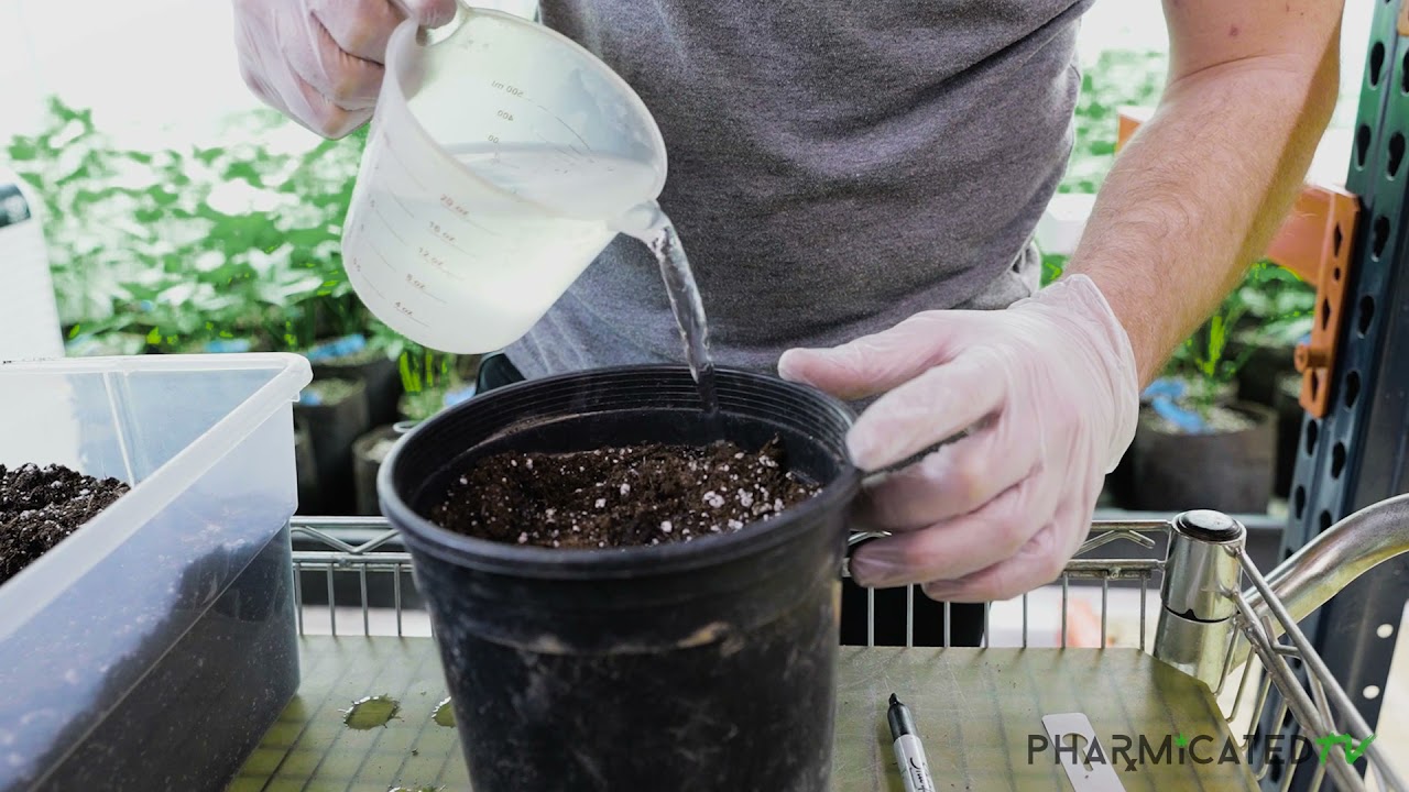 Transplanting Cannabis Clones from an Aeroponic Cloner