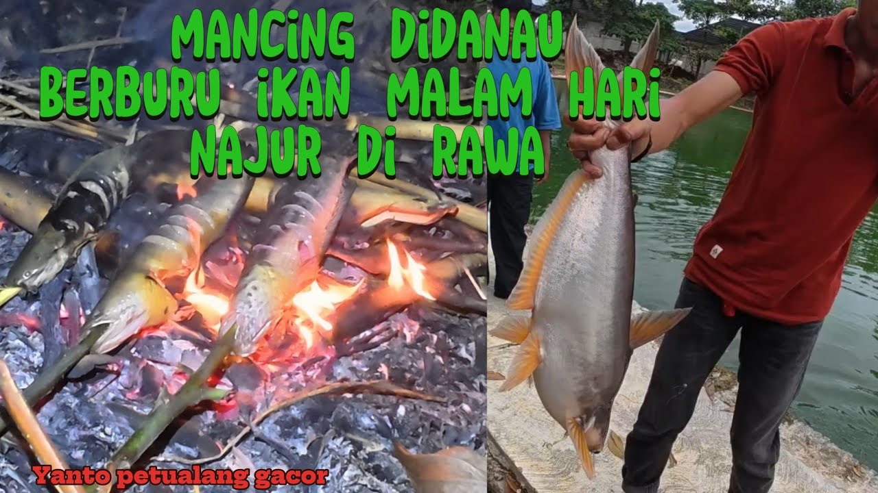 Mancing di danau dan berburu ikan malam hari serta najur belut