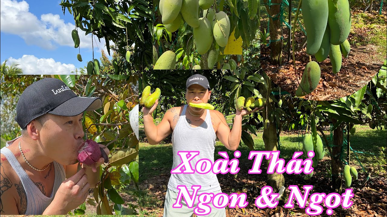 Tới Mùa XOÀI THÁI Quá Ngon NGỌT! Ăn 1 Trái Đáng Tiền 1 Trái | Mamuang Kiew Sa Wei Mango | LuuLinh TV