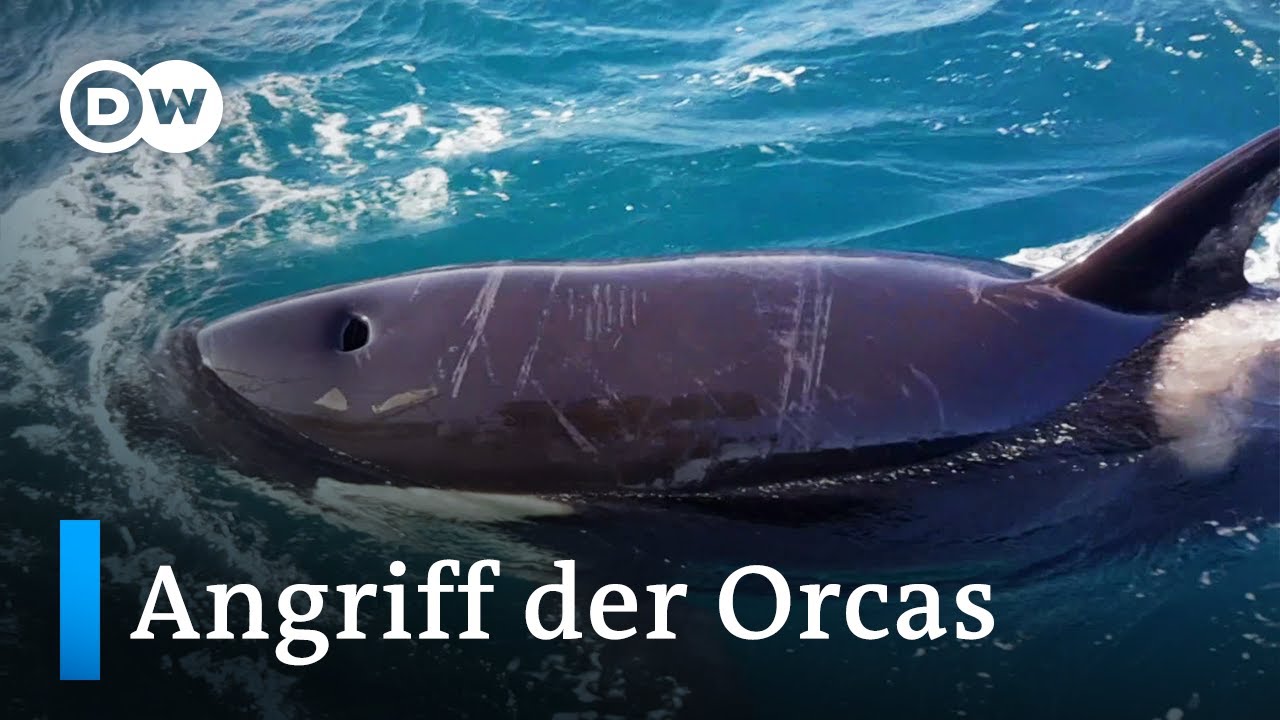 Orcas greifen Boote in Spanien immer &ouml;fter an | Fokus Europa