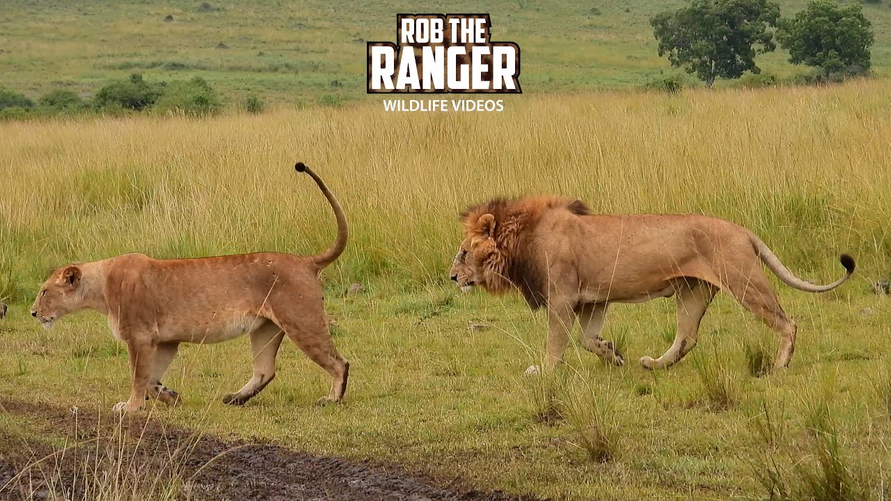 Are LIONS Romantic When Paired Up? | Lalashe Maasai Mara Safari