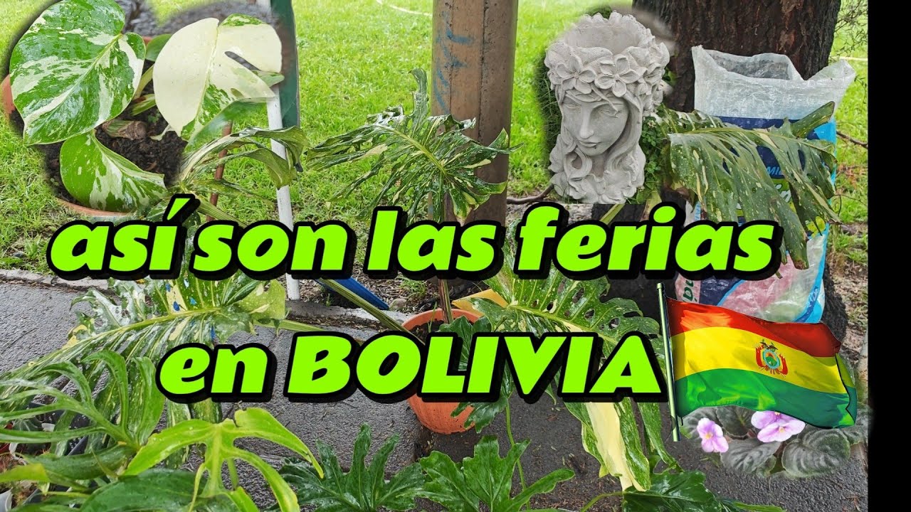 Visite una feria de plantas en bolivia 🇧🇴