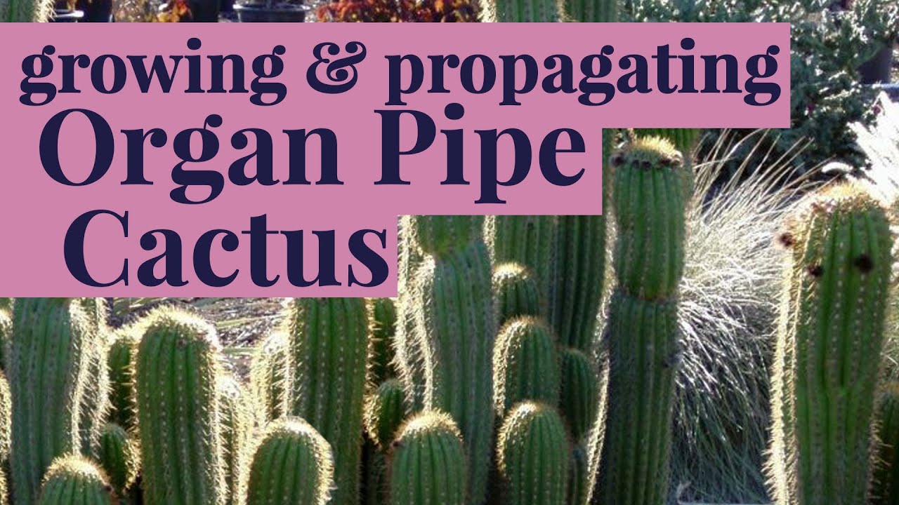 Planting & Propagating Organ Pipe Cactus