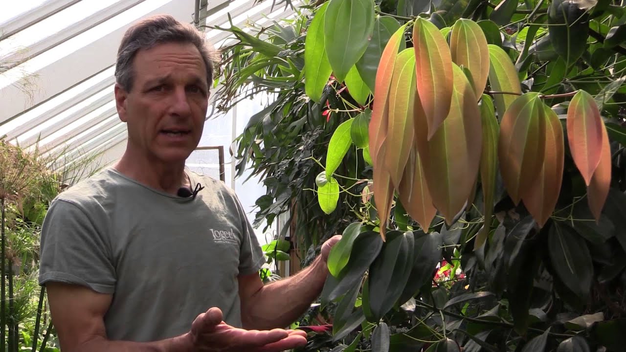 Выращивание корицы (Cinnamomum zeylanicum)