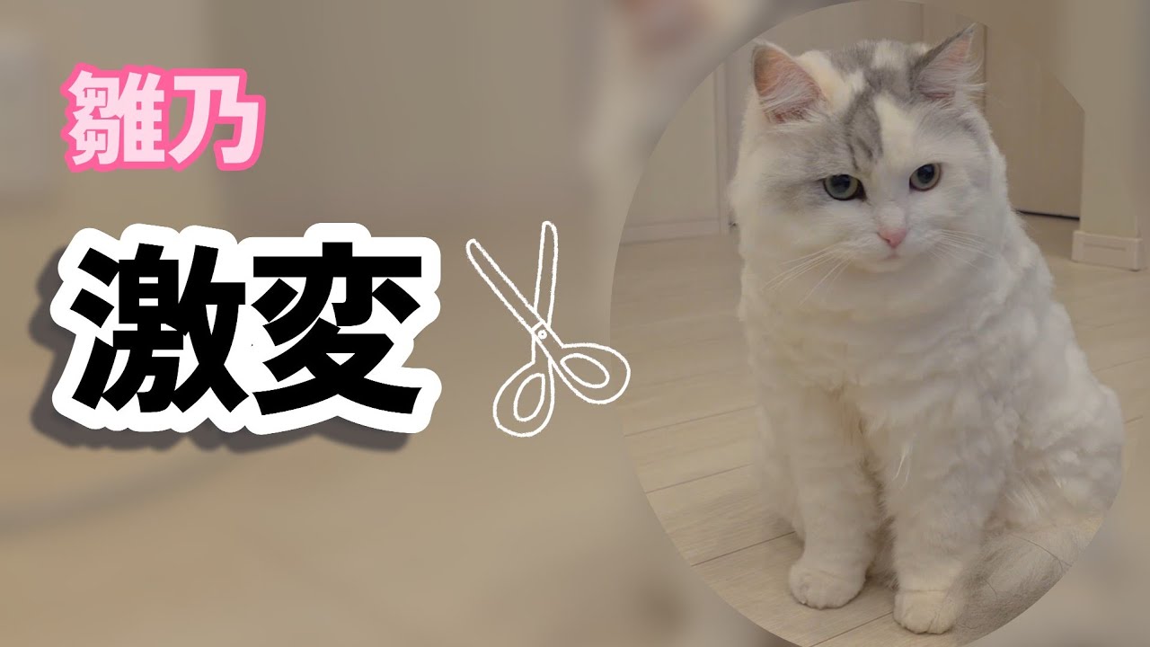 普段はおてんば　トリミング中は驚くほどおりこうな雛乃でした