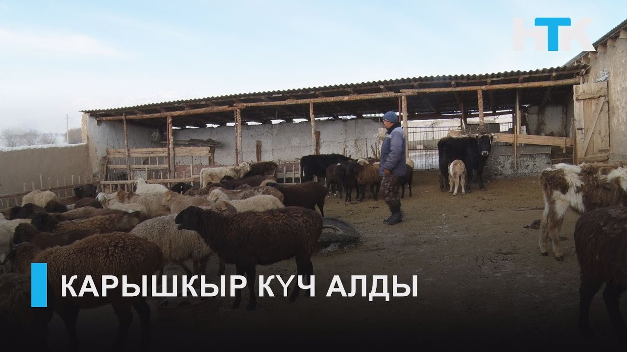НТК: КАРЫШКЫР КҮЧ АЛДЫ