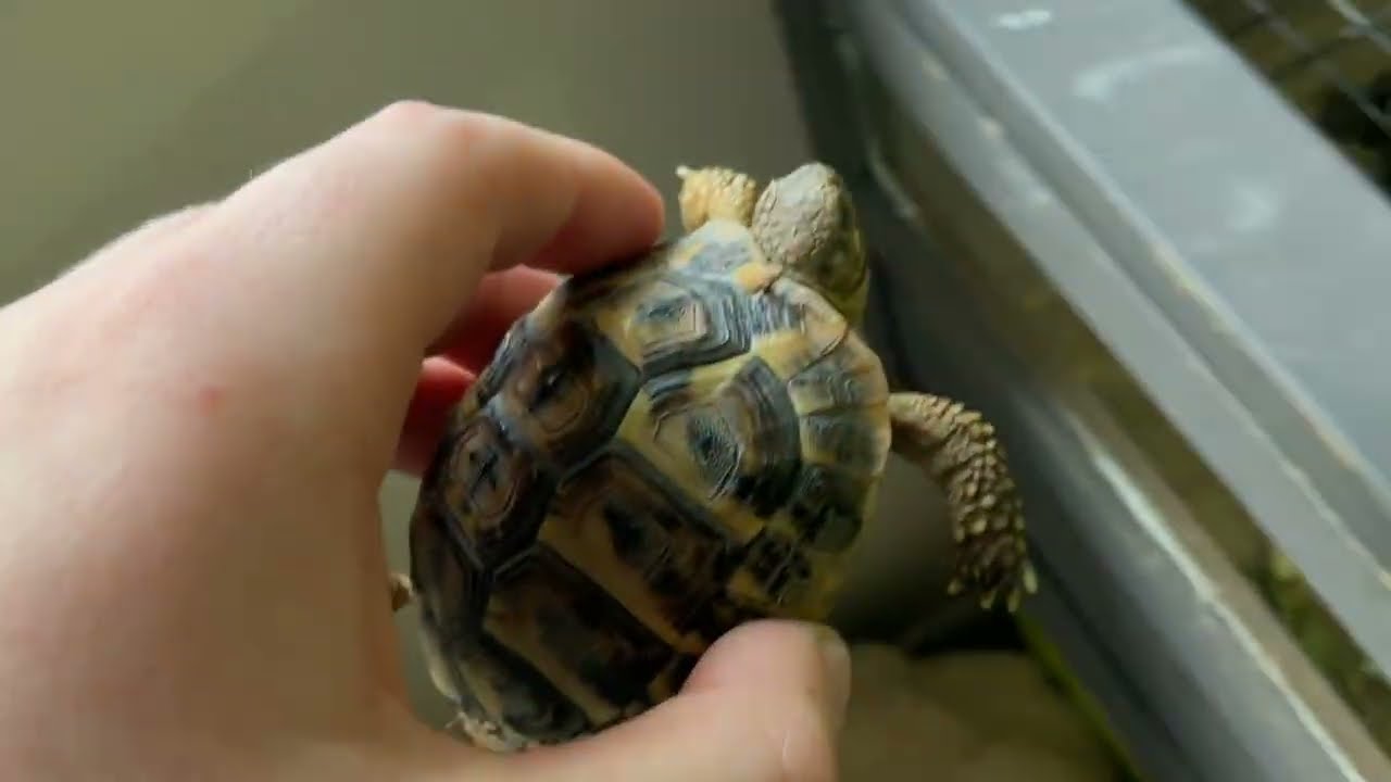 This is the video were Tiddles body’s the rhino