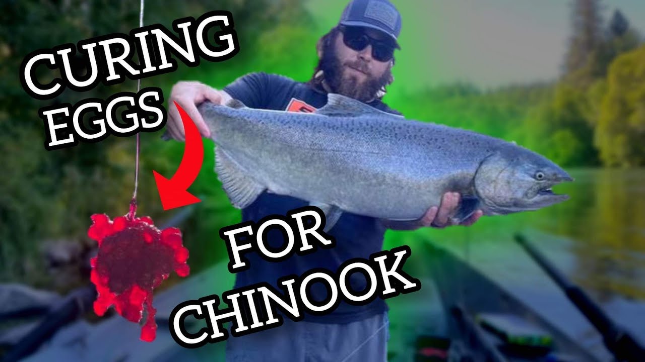 The BEST WAY to cure SALMON EGGS for fishing
