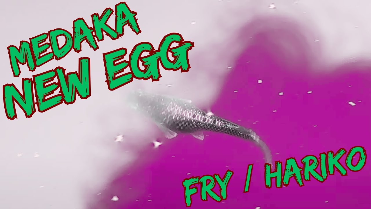 【MEDAKA】New Technique, Collecting Eggs, Fry - Oyanuki - Japanese Ricefish - Medaka - Rice Fish【メダカ】
