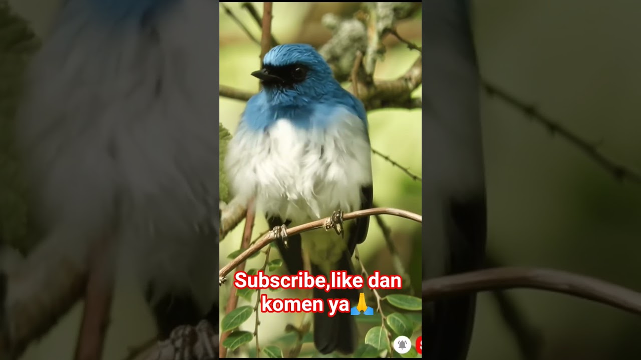 Masteran Tledekan biru full ada disini 