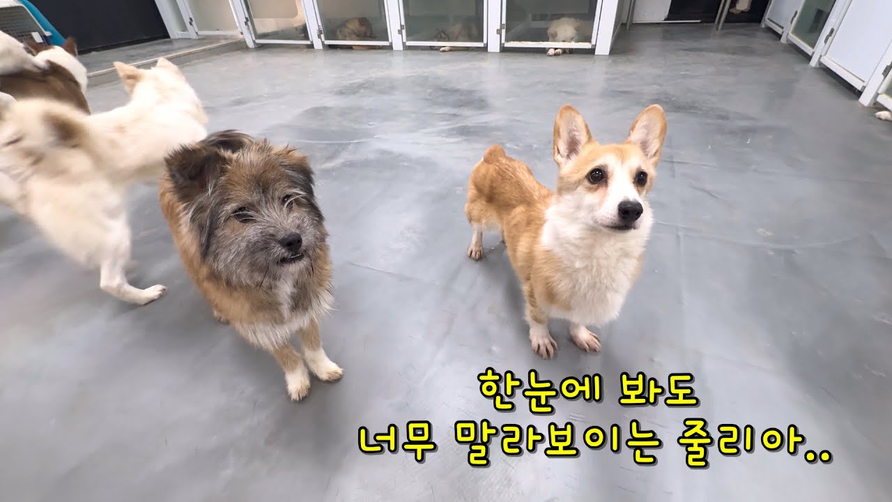 제발 그만좀 버려라.강아지는 물건이 아니예요! #사지말고입양하세요 #티비티월드 #유기견보호소 