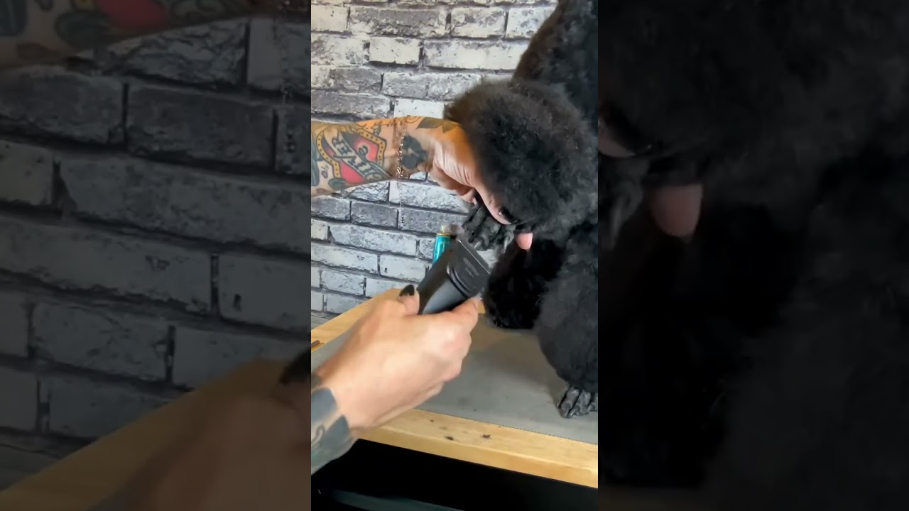 Perfectly Posh: Mastering How to Set a Poodle Cuff