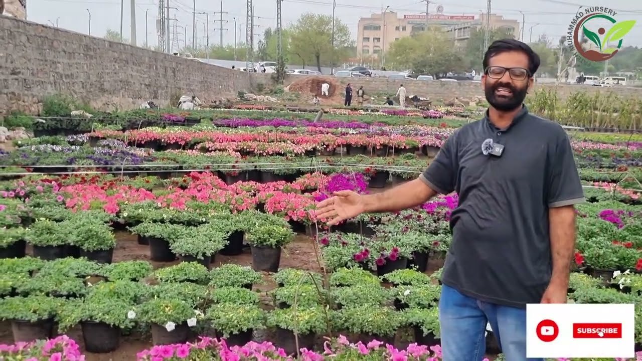 Hanging petunia plants ہینگنگ پٹونیا کیسے لگائیں اور اس کی مکمل دیکھ بھال
