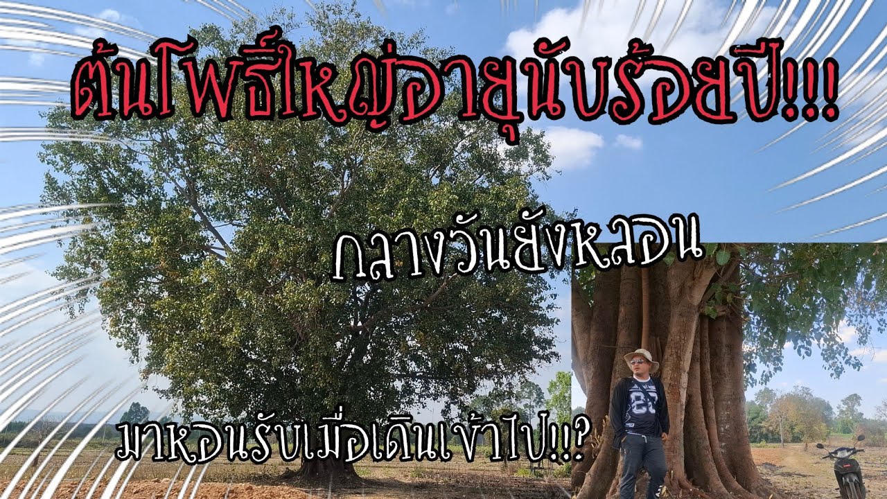 ต้นโพธิ์ใหญ่กลางทุ่ง!!สุดขนลุกเข้ามาหมาหอนรับ