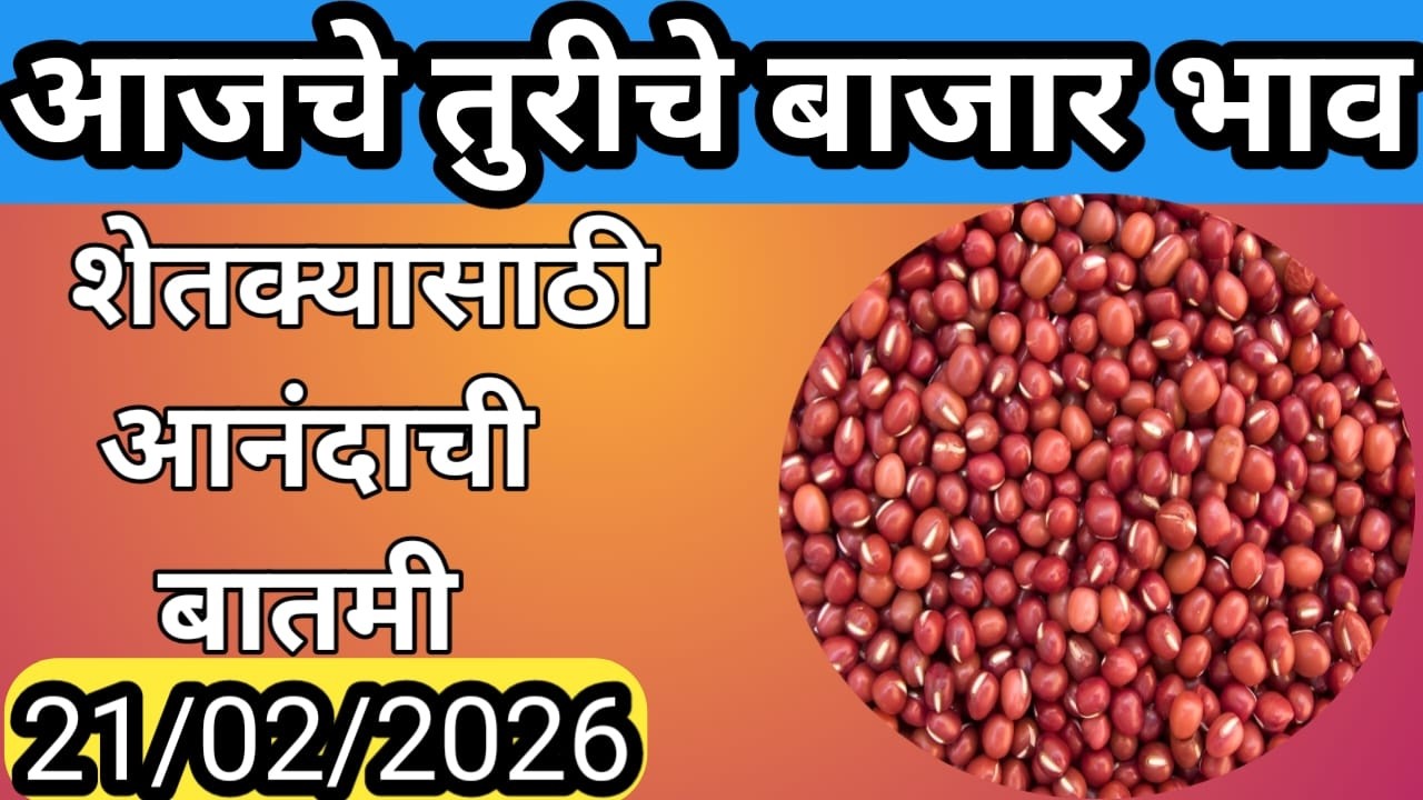 21 फेब्रुवारी  2026 चे Live तुर बाजारभाव | आजचे ताजे तुर बाजारभाव
