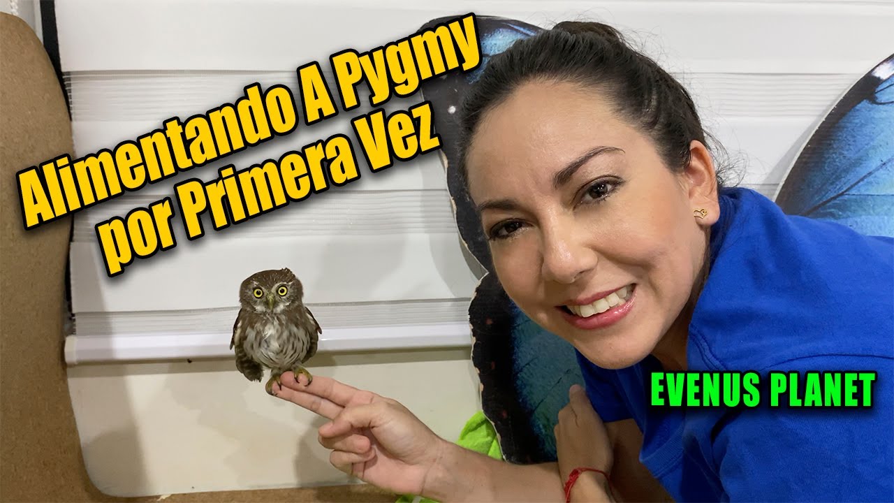 Alimentando a Pygmy - Búho Pigmeo (Glaucidium brasilianum)