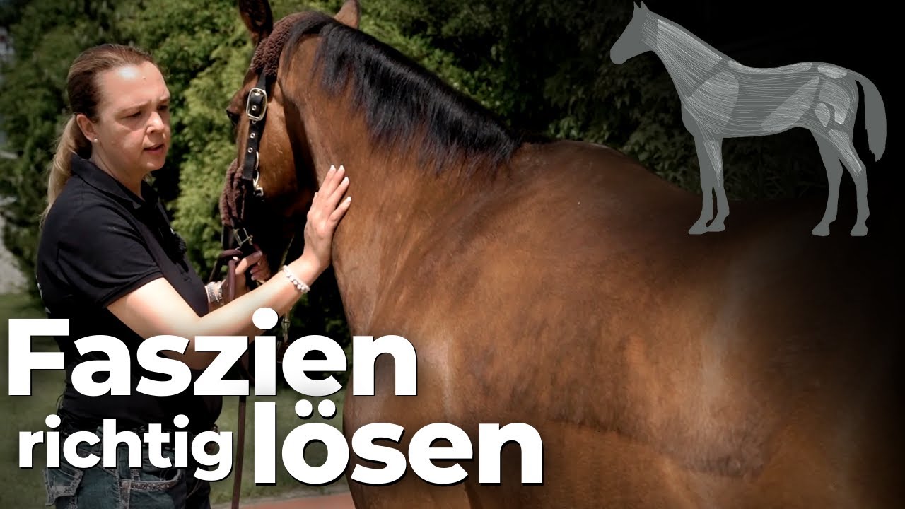 Faszien richtig lösen - Physiotherapie für's Pferd🐴 🤩