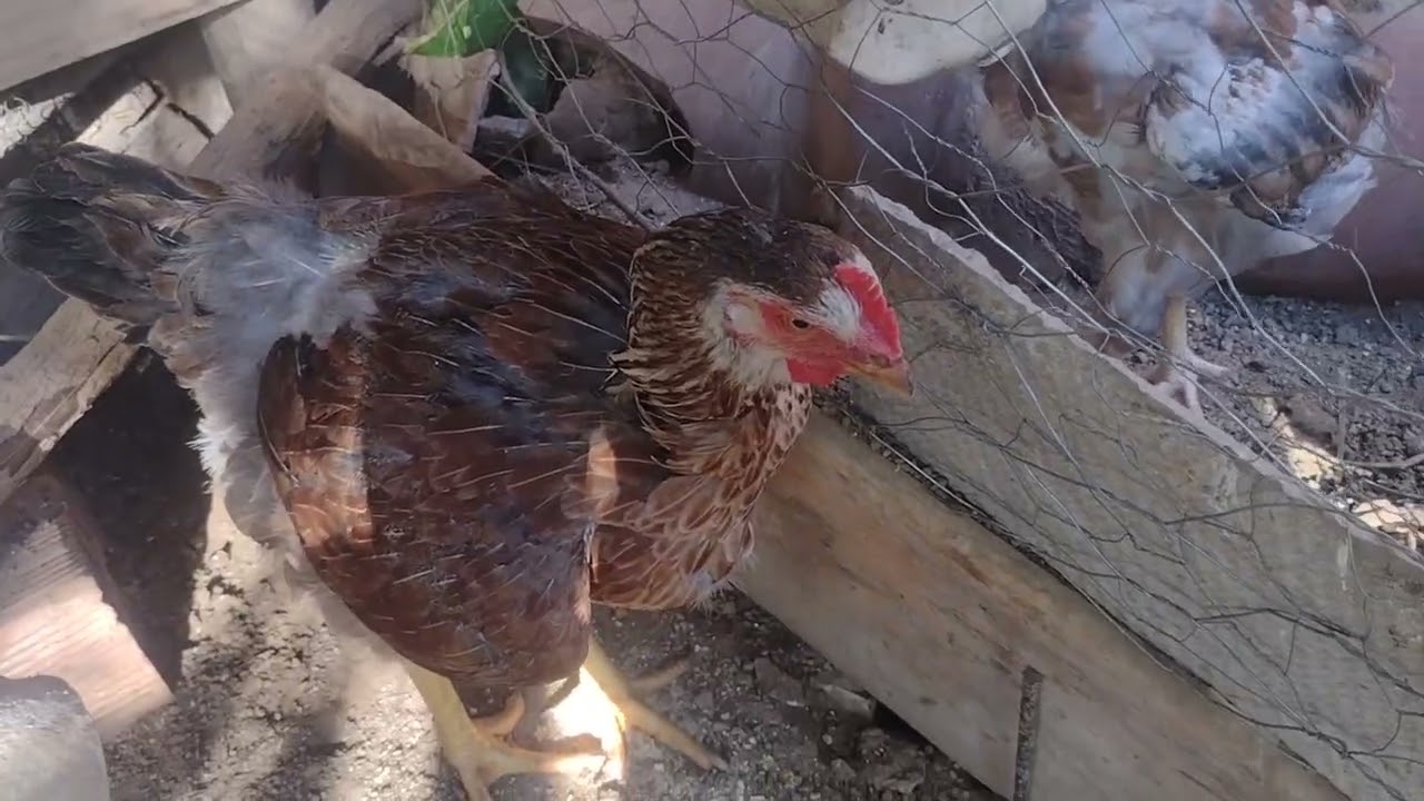 Balão 🎈 polaco,e tradicional balão no cruzo 