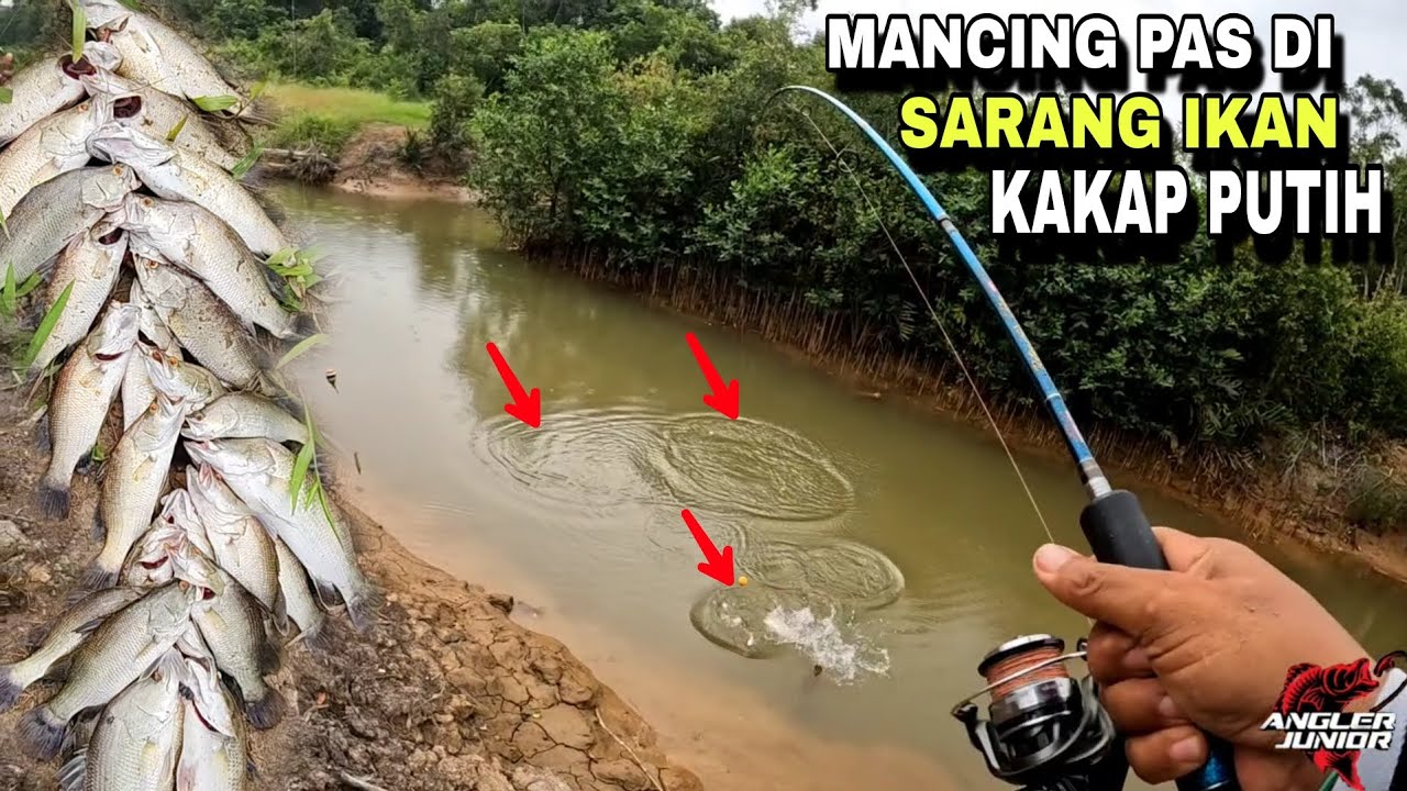 MANCING PAS DI SARANG IKAN KAKAP PUTIH