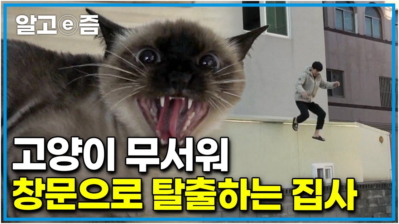 열흘간 일으킨 유혈사태만 5번! 갑자기 돌변하는 고양이에 아들 집사는 방안에 격리 중?! │고양이를 부탁해│알고e즘