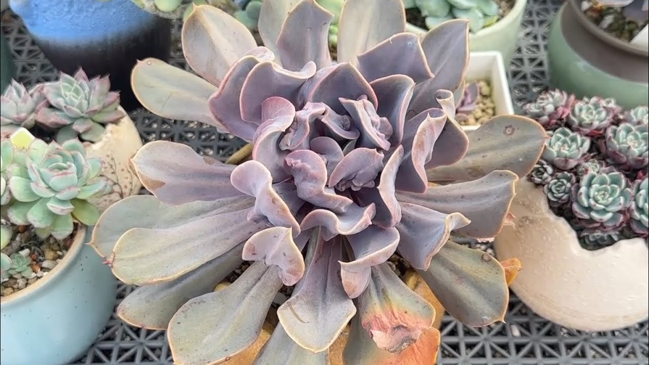 2026/01/17☀️15-21《 陪我在頂樓看多肉，頂樓多肉紀錄》。#succulent  #多肉植物  #plants  #たにくしょくぶつ 