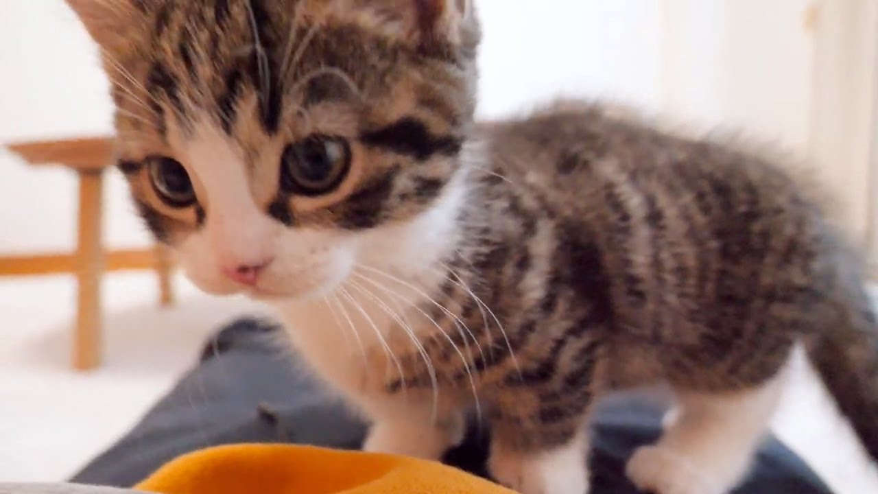 Looking back at kitten Coco who does his best to prevent owner from taking a nap