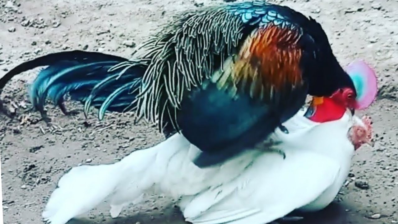 cara jitu mengawinkan ayam hutan hijau biar hasilnya maximal