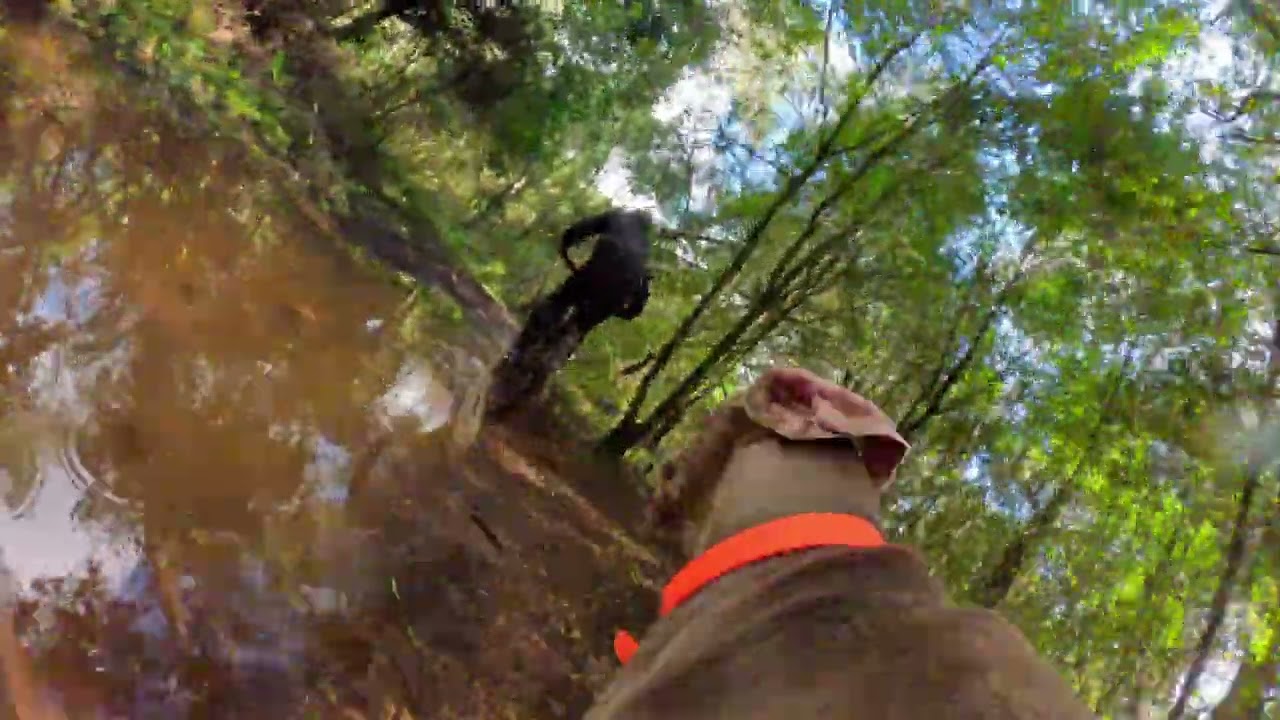 Lima cam - a trail dog’s POV