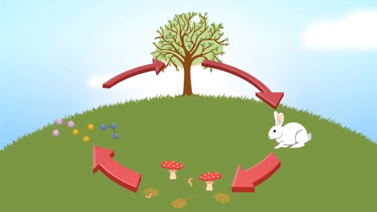 Wat is Cradle to Cradle?