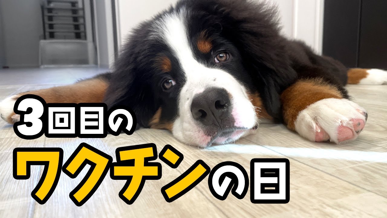 3回目のワクチンの日！どんちゃんの様子をのんびりとまとめてみた