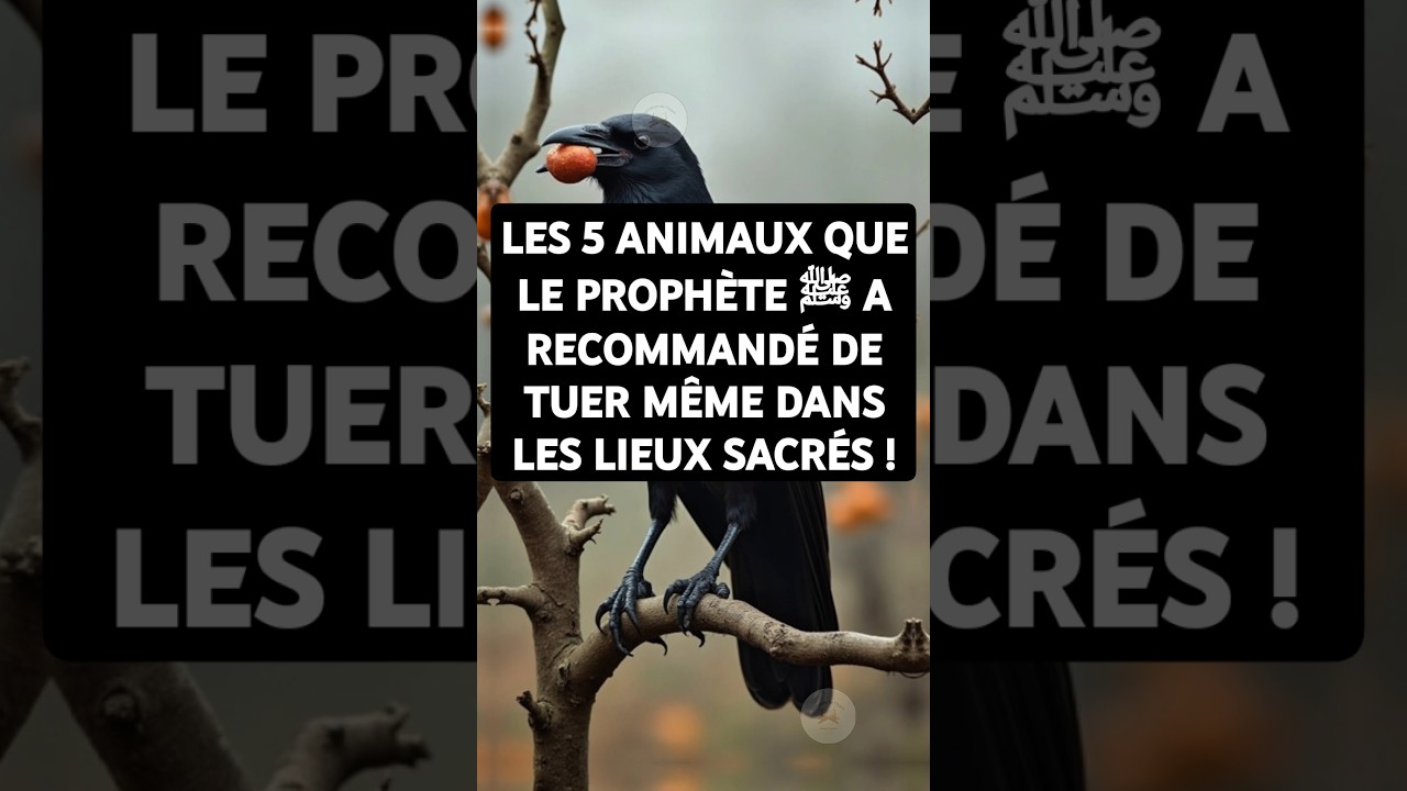 LES 5 ANIMAUX QUE LE PROPH&Egrave;TE ﷺ A RECOMMAND&Eacute; DE TUER M&Ecirc;ME DANS LES LIEUX SACR&Eacute;S ! #shorts #islam