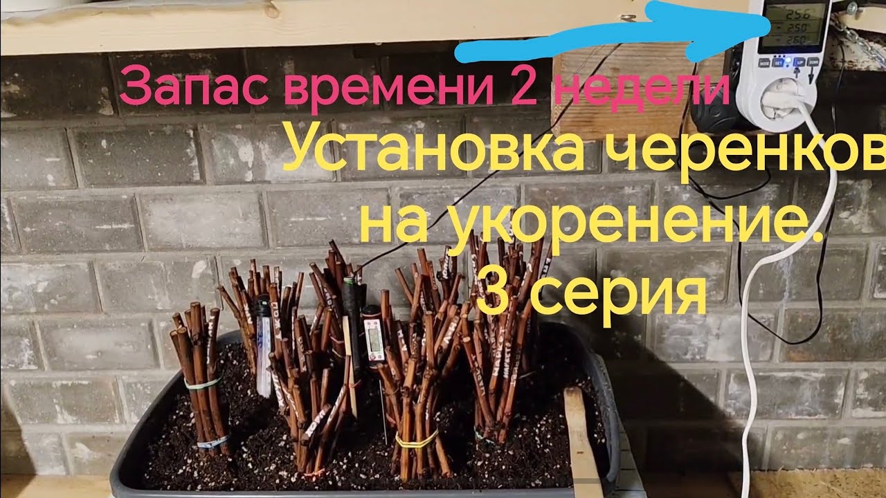  Установка черенков на укоренение. 3 серия цикла 