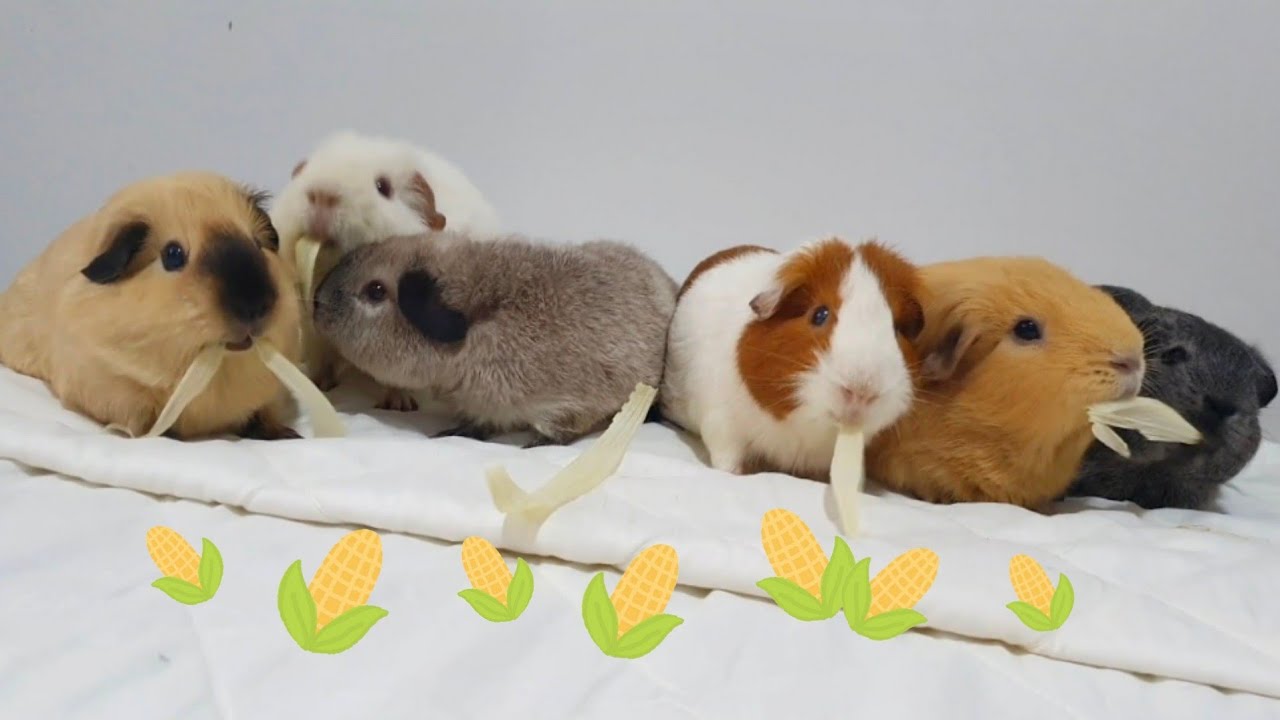 Guinea pig corn party - hughug a guinea pig