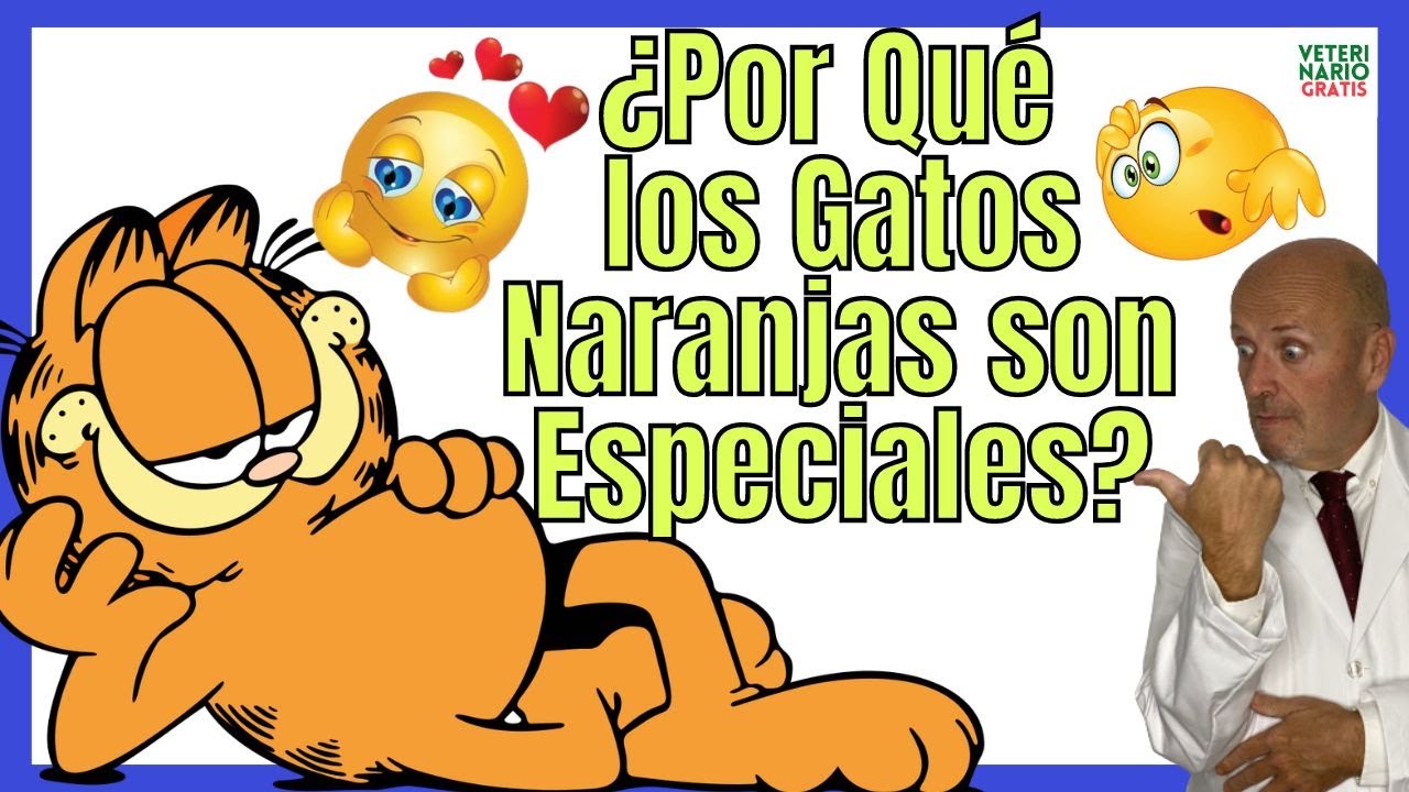 ¿PORQUE LOS GATOS NARANJAS SON ESPECIALES SEGÚN LA CIENCIA?🐱CARACTERÍSTICAS Y PERSONALIDAD