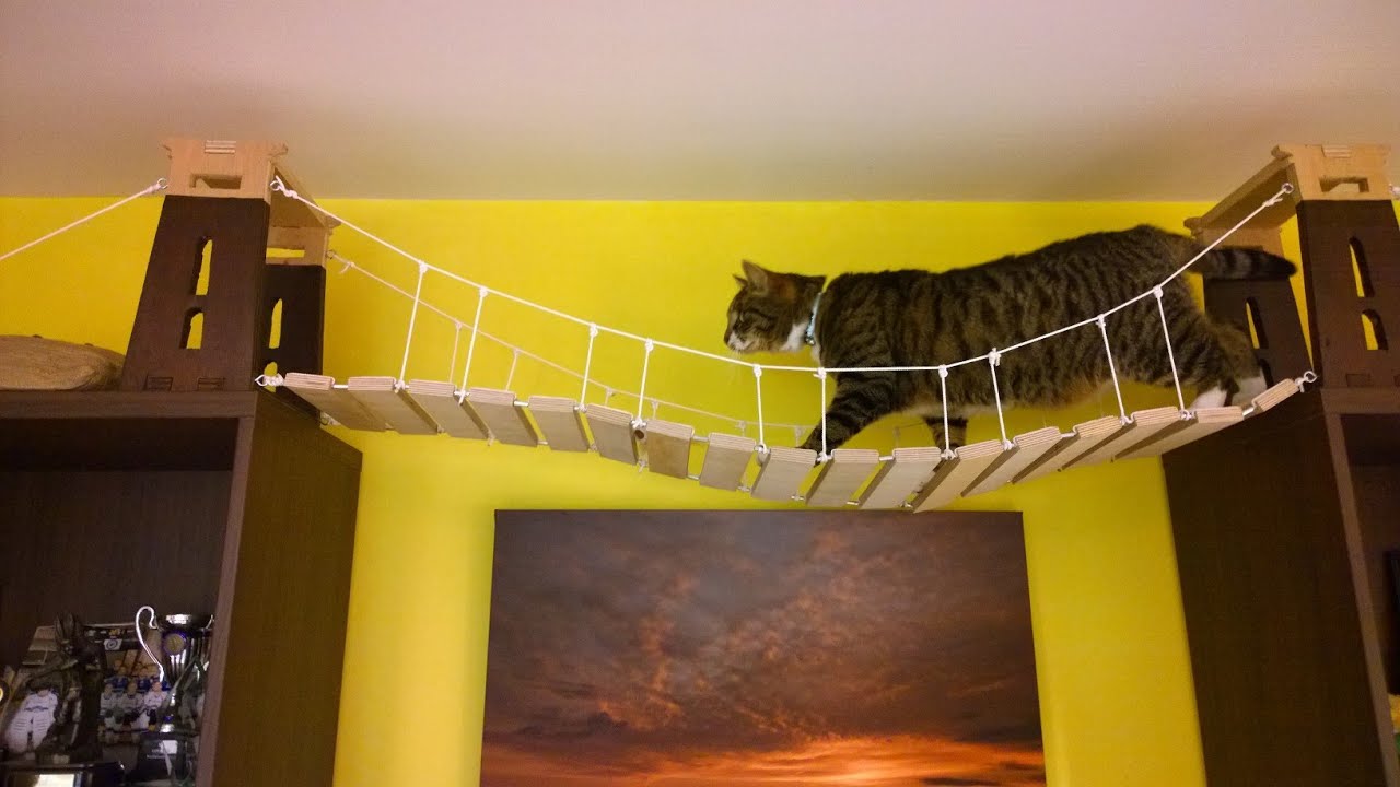 Archie's Cat Suspension Bridge
