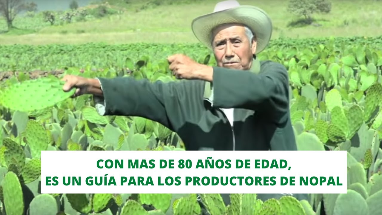 CULTIVO de NOPALES en MILPA ALTA