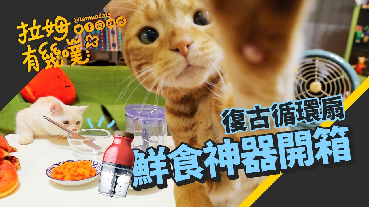食物調理機做貓咪鮮食！開箱貓弟全程監工｜BUYEE開箱｜拉姆有幾噗 ☁