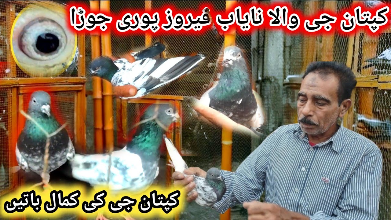Kaptan Ji Laye Nayab Ferozpuri Kabootar || Khokhar Pigeon Club || Pola G Pigeon Club
