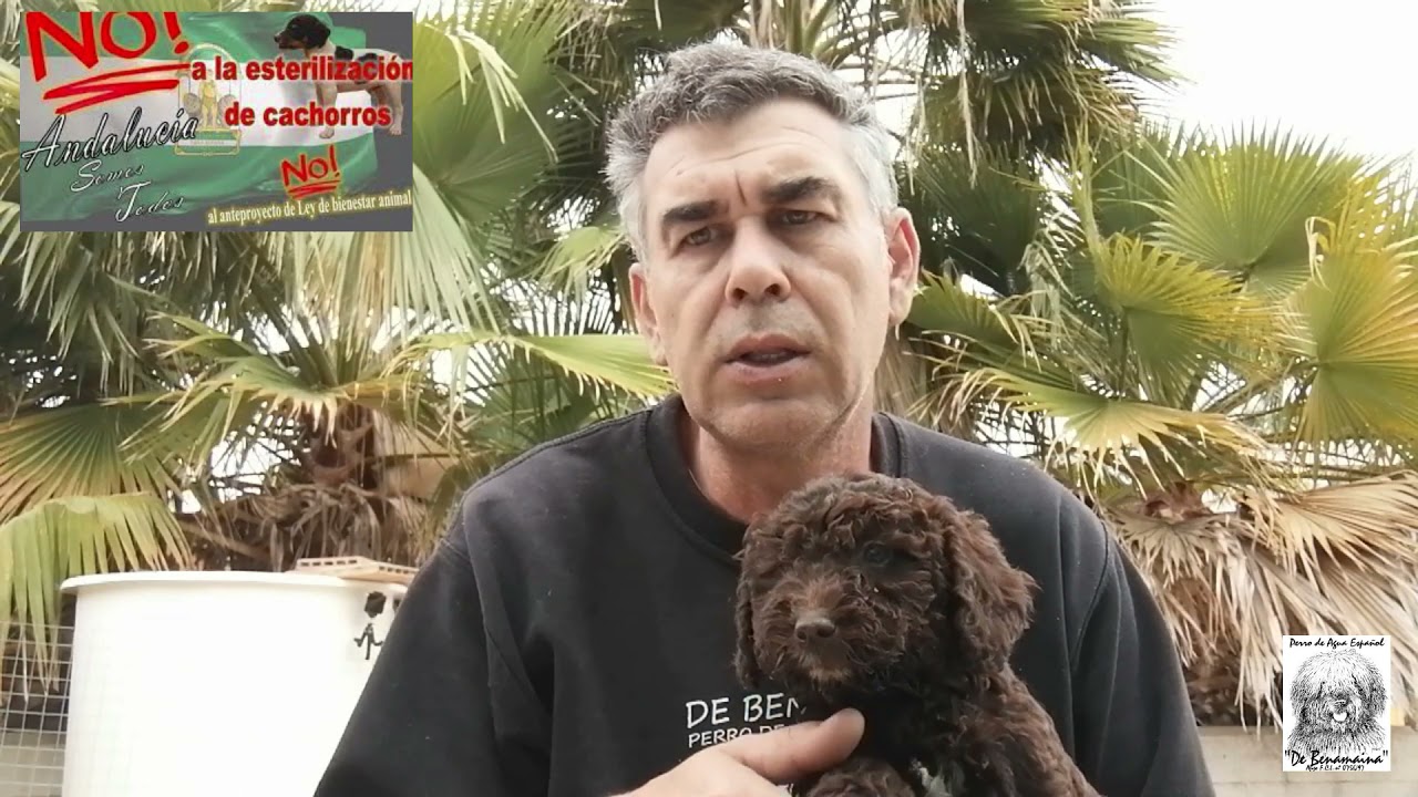Presentación camada Q-4 y comentamos el proyecto de ley de bienestar animal de la Junta de Andalucía