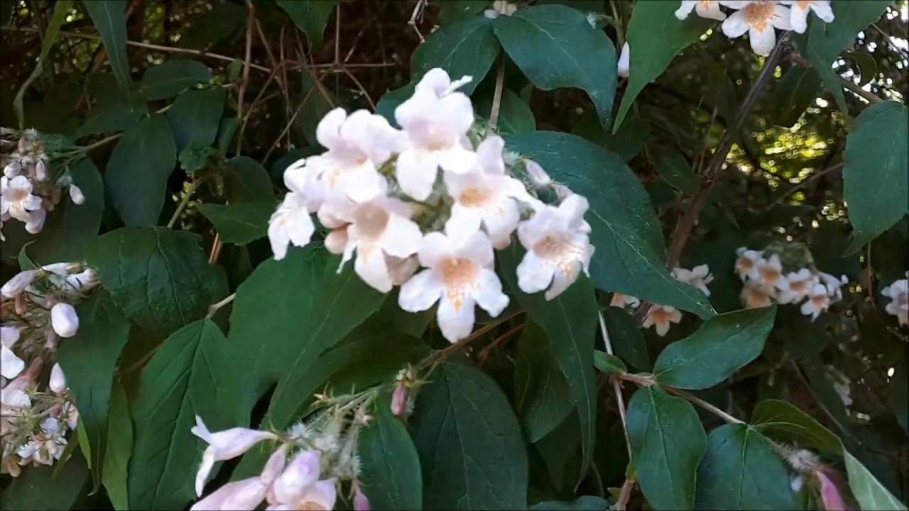 Cornus, Spiraea & mehr Sträucher: Gehölzkunde-Themenrundgang im Türkenschanzpark